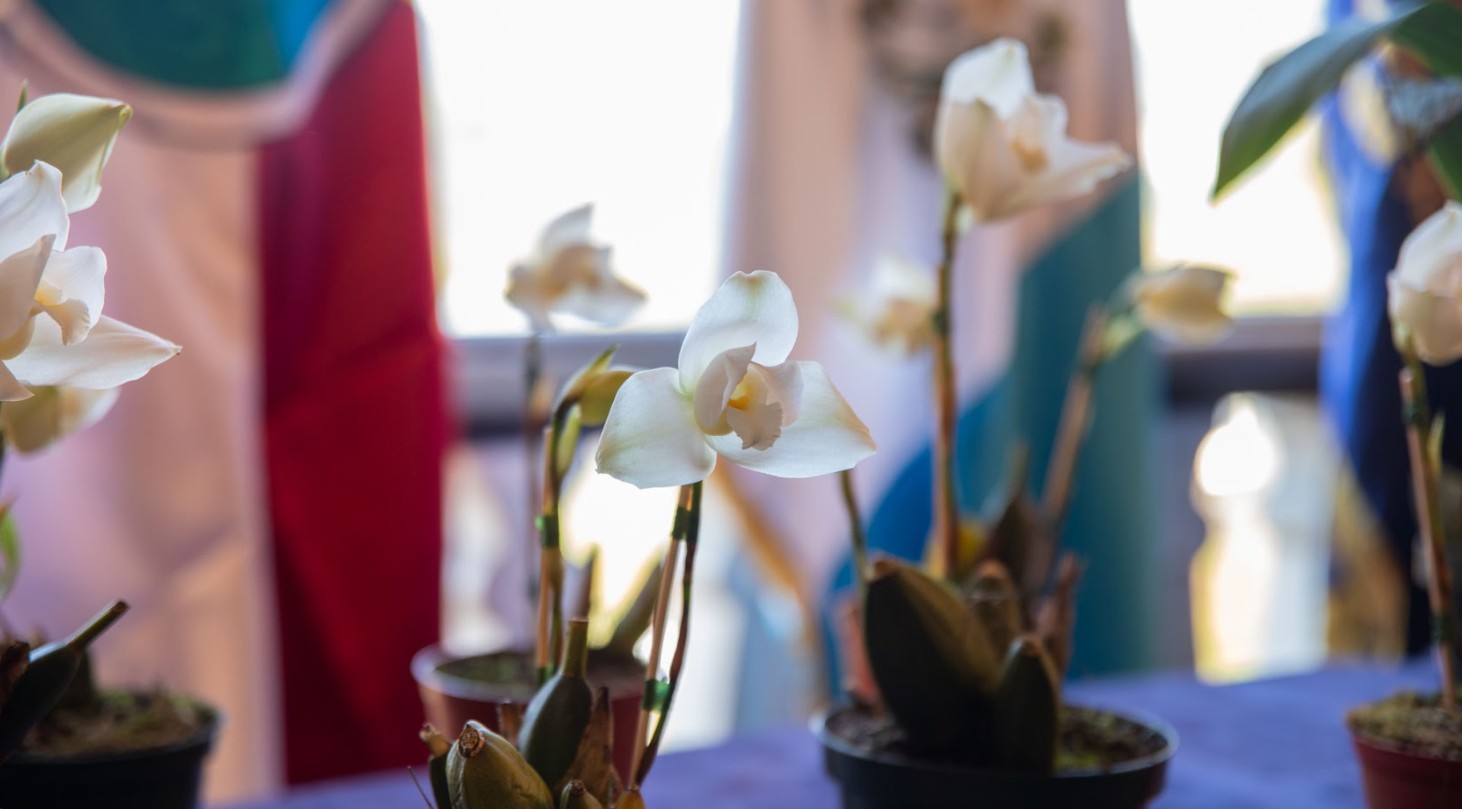 Festival de la Monja Blanca impulsa la conservación y reconocimiento de la flor nacional en Alta Verapaz