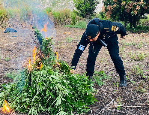 PNC erradica más de 35 mil matas de marihuana en Las Cruces, Petén