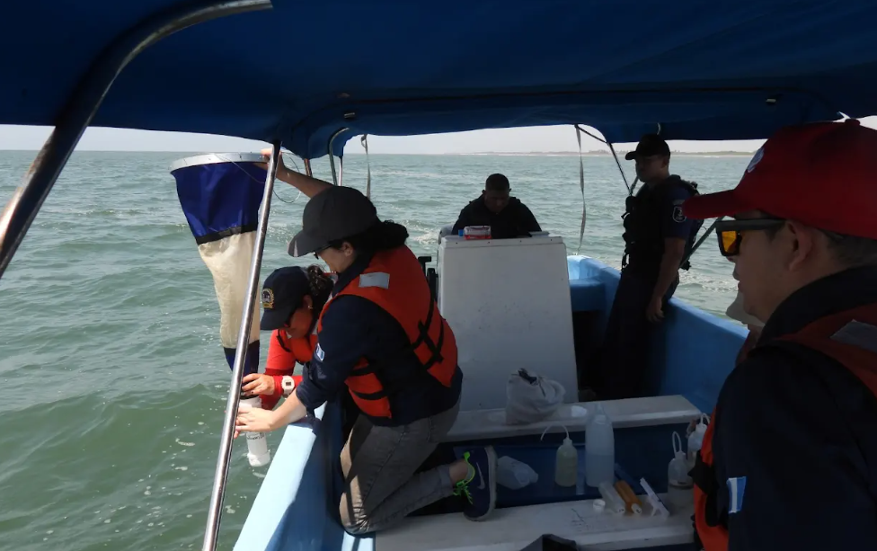 Insivumeh realiza monitoreo en la zona marino-costera de Escuintla para identificar presencia de microalgas. (Foto: Insivumeh)