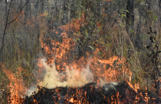Gran parte de los incendios forestales en el país son provocados por el hombre. / Foto: Inab.