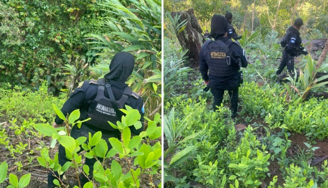 Más de 103 mil arbustos de coca fueron erradicados en Alta Verapaz. (Foto: Ejército de Guatemala)