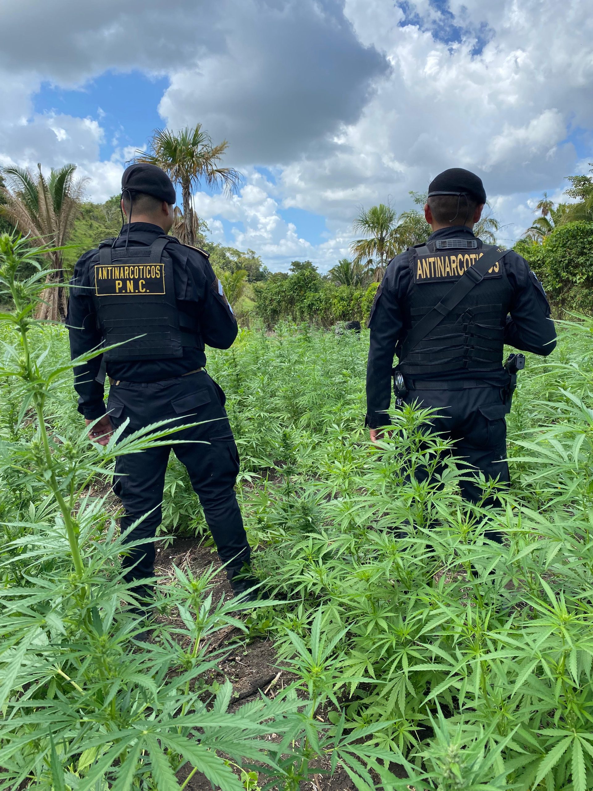 PNC localiza y destruye más de 50 mil matas de marihuana en Las Cruces, Petén
