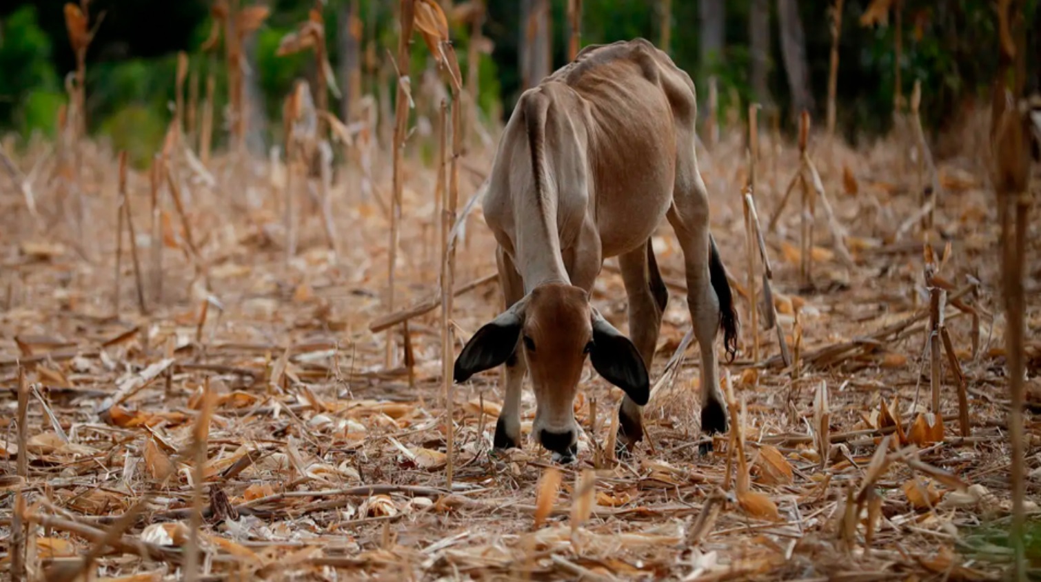 El Programa Mundial de Alimentos prepara medidas anticipatorias ante posible sequía por el fenómeno "El Niño".