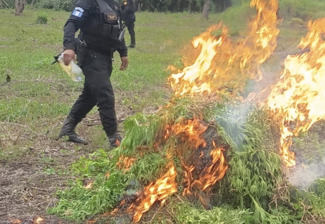 PNC destruye más de 59 mil matas de marihuana valoradas en 29 millones de quetzales