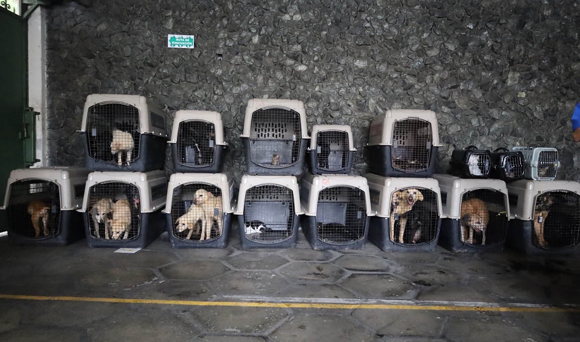 UBA rescata 39 animales en allanamiento por maltrato en San Miguel Petapa