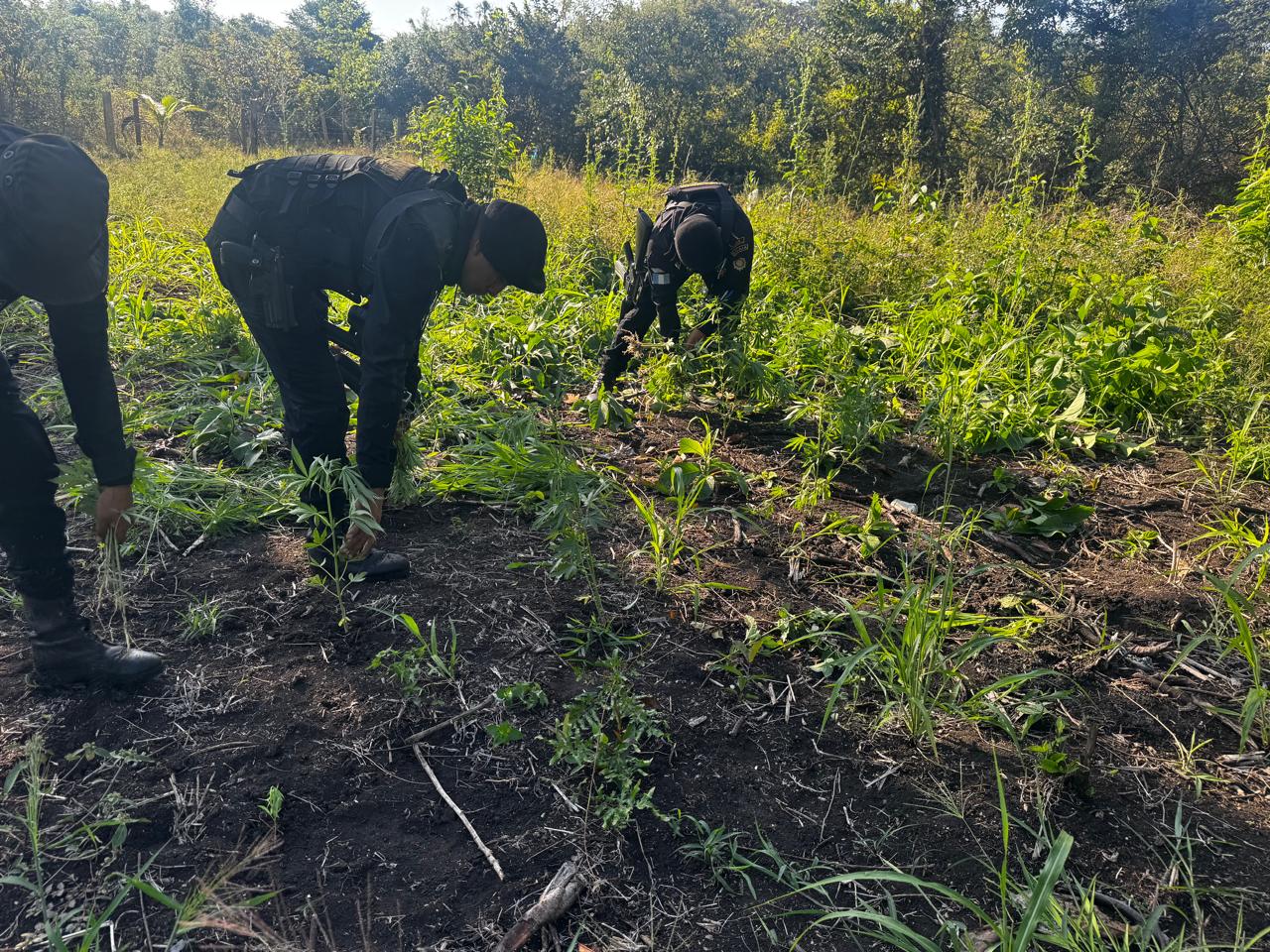 Erradican plantación de marihuana en Las Cruces, Petén. / Foto: PNC.