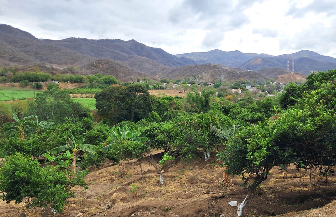 Monitorean cultivos por temperaturas extremas en 172 municipios