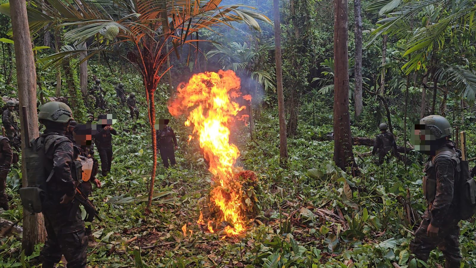 Erradican más de 46 mil arbustos de hoja de coca en San Luis, Petén