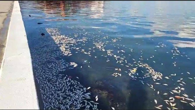 MARN investigan la muerte masiva de peces en Puerto Barrios