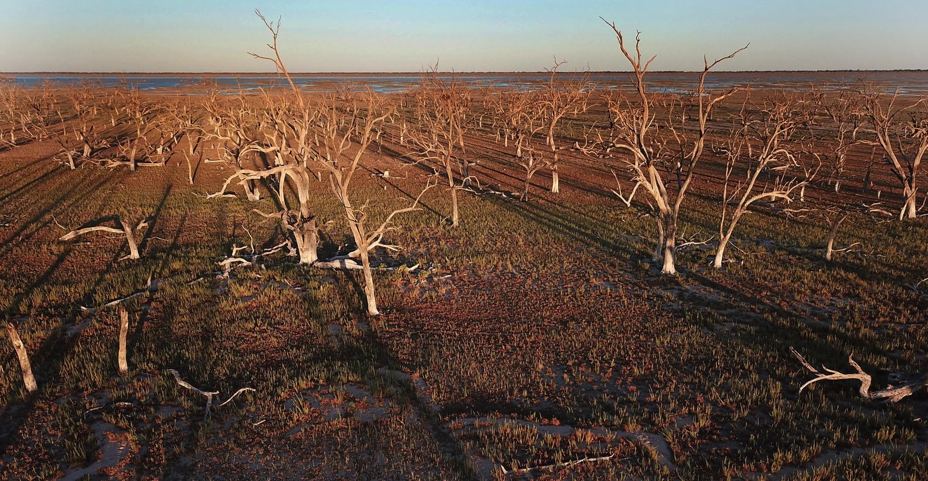 El colapso de gran cantidad de hábitats por el cambio climático amenaza la biodiversidad del planeta.