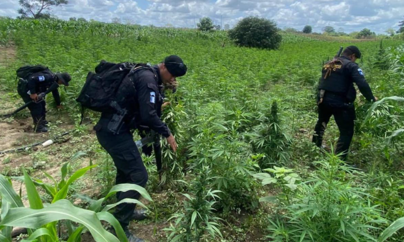 Erradican más de 78 mil plantas de marihuana./Foto: PNC.
