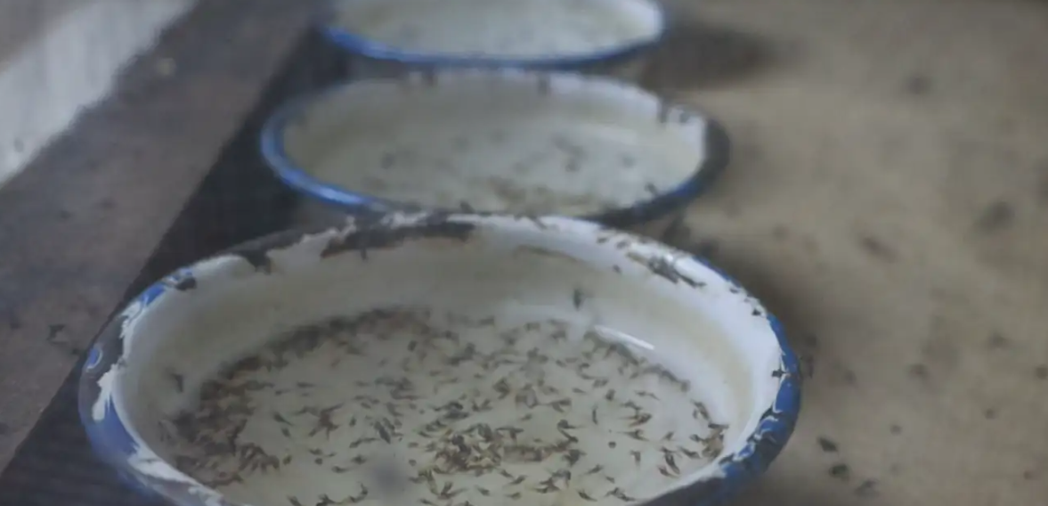 El BID reconoce a Guatemala la consolidación de su capacidad para la eliminación de la malaria