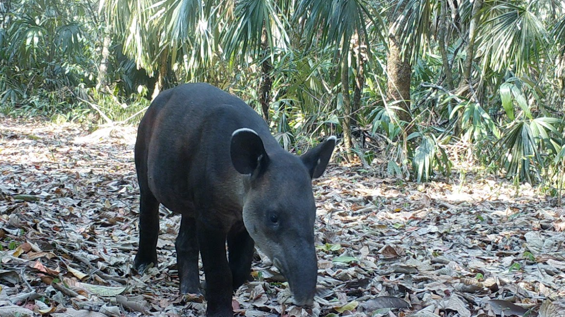 Este lunes se conmemora el Día del Tapir en Guatemala. (Foto: Conap)