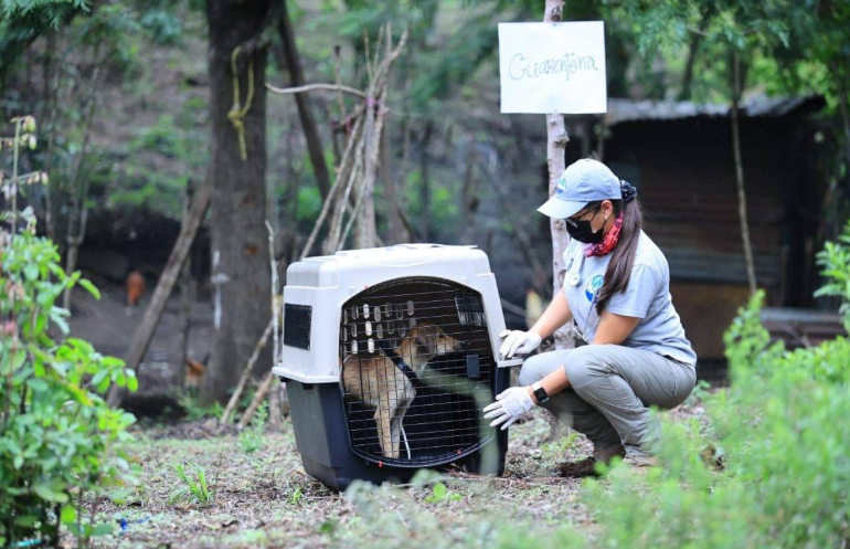 MAGA alerta por altas temperaturas y comparte señales para detectar un golpe de calor en mascotas