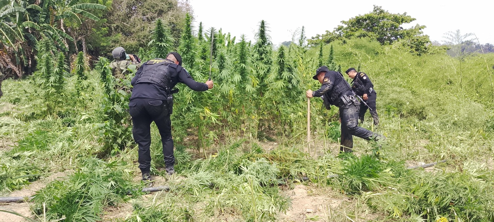 PNC erradica plantación de marihuana valorada en más de 53 millones de quetzales