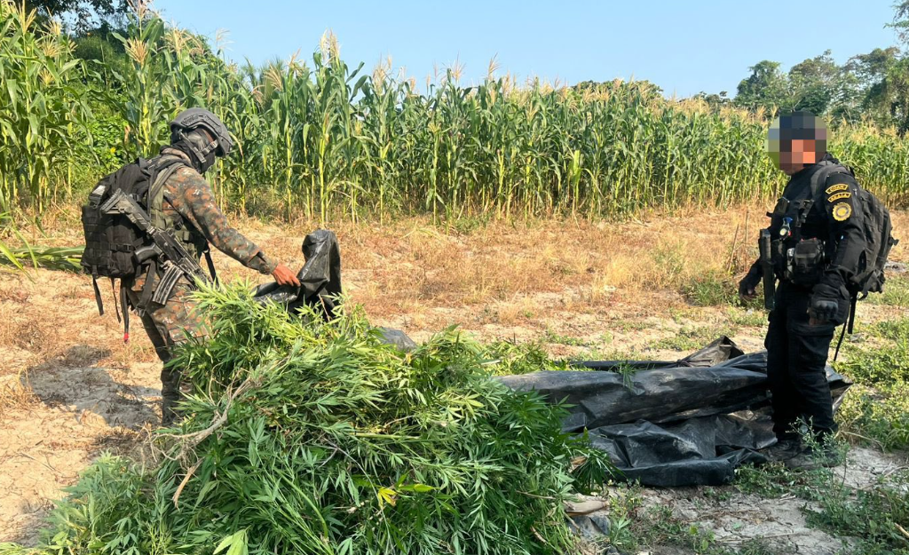 Erradican más de 87 mil matas de marihuana./Foto: Ejército.