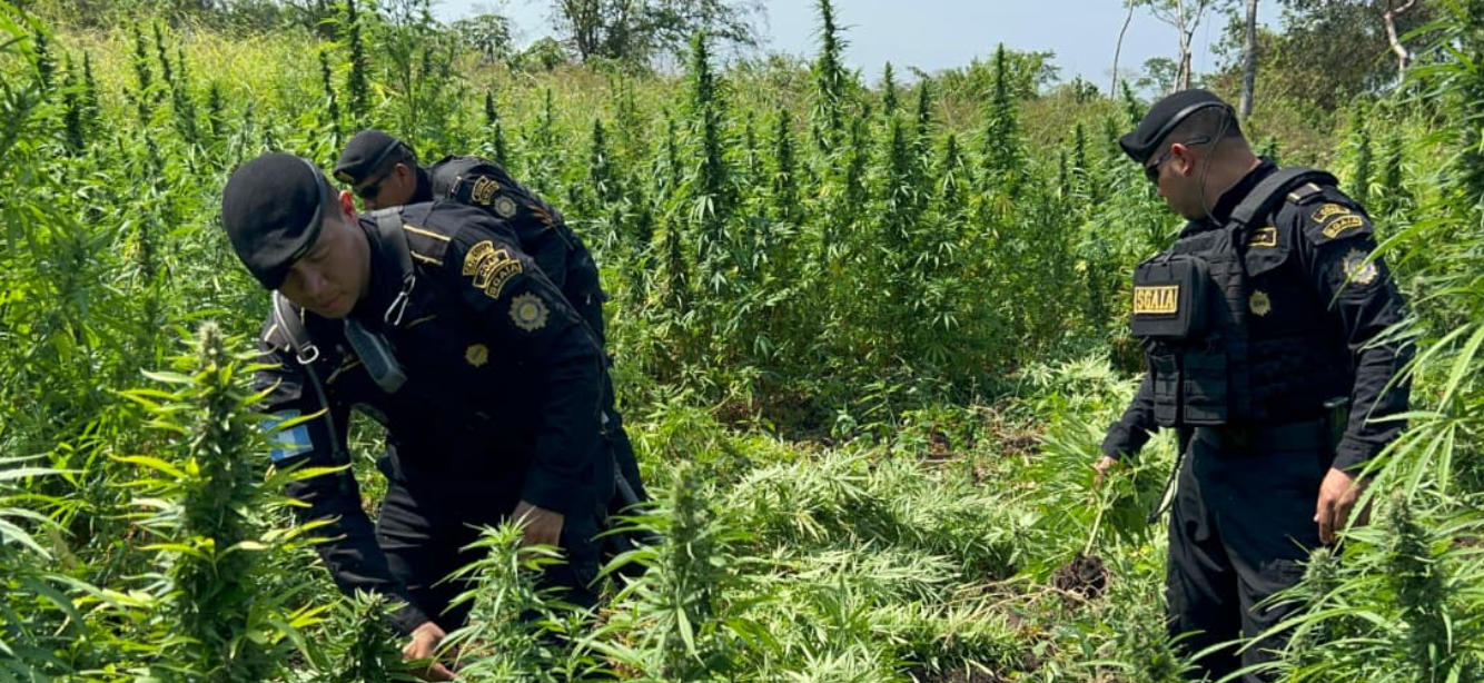 PNC erradica plantaciones de marihuana valorada en más de 55 millones de quetzales