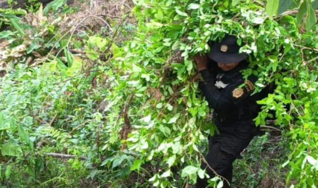 Erradican plantaciones de marihuana y coca. / Foto: PNC.