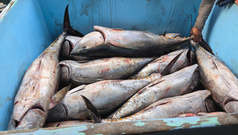 MAGA establece dos períodos de veda para la pesca de atún en el Pacífico oriental