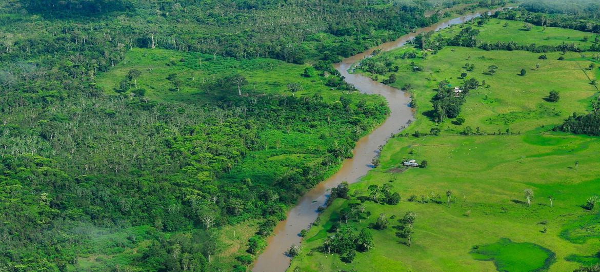 La superficie forestal mundial se redujo en 41 millones de hectáreas entre 2015 y 2025