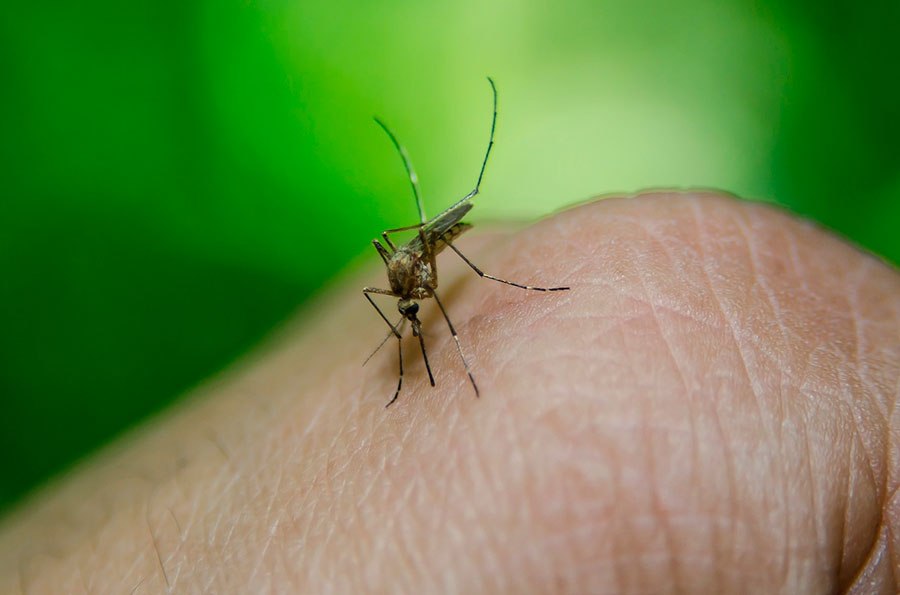 Salud mantiene vigilancia epidemiológica y prevención de enfermedades como dengue, sika y chikunguya. (Foto: archivo)