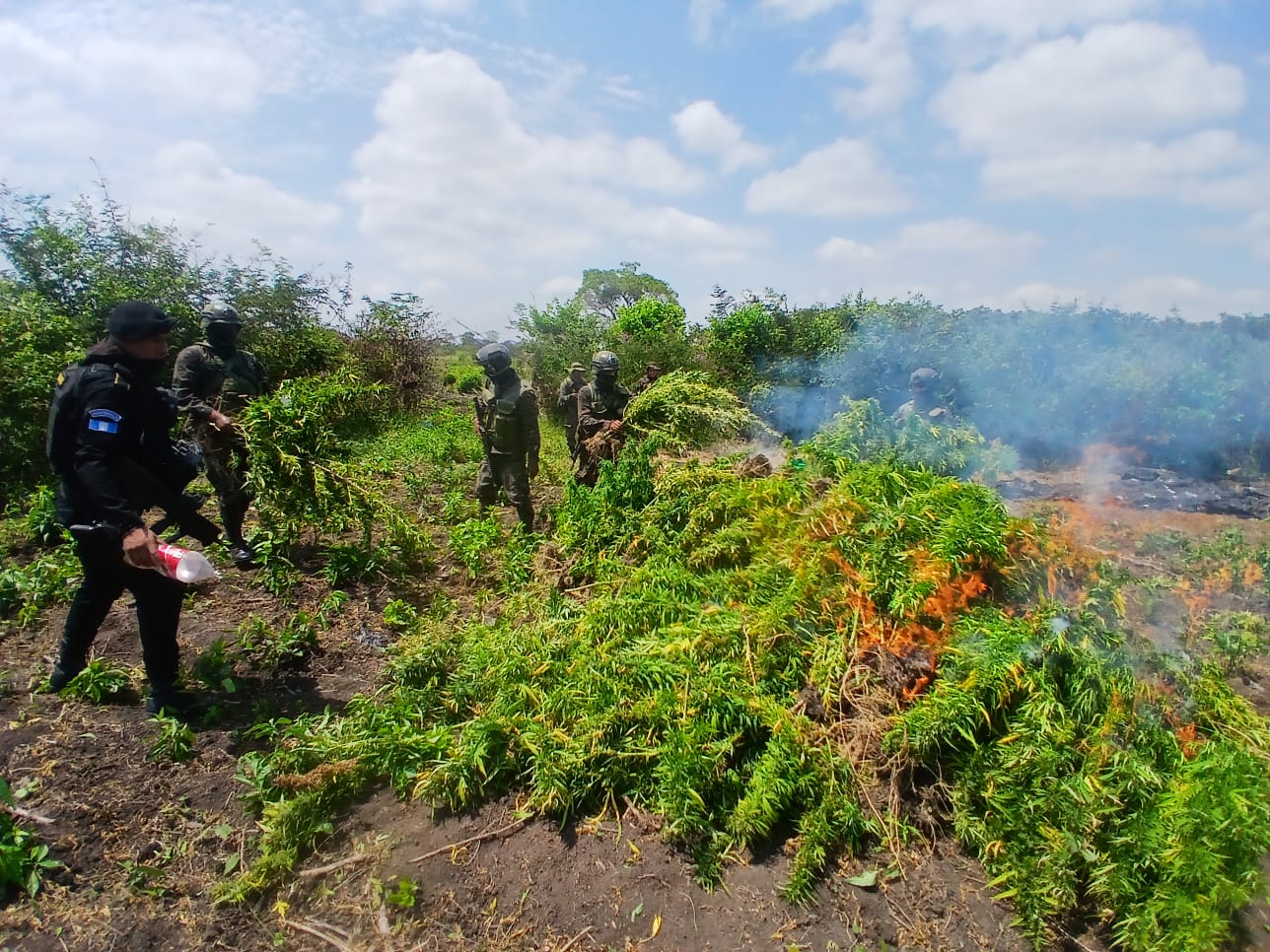 PNC destruye más de 20 mil matas de marihuana en Petén&nbsp;