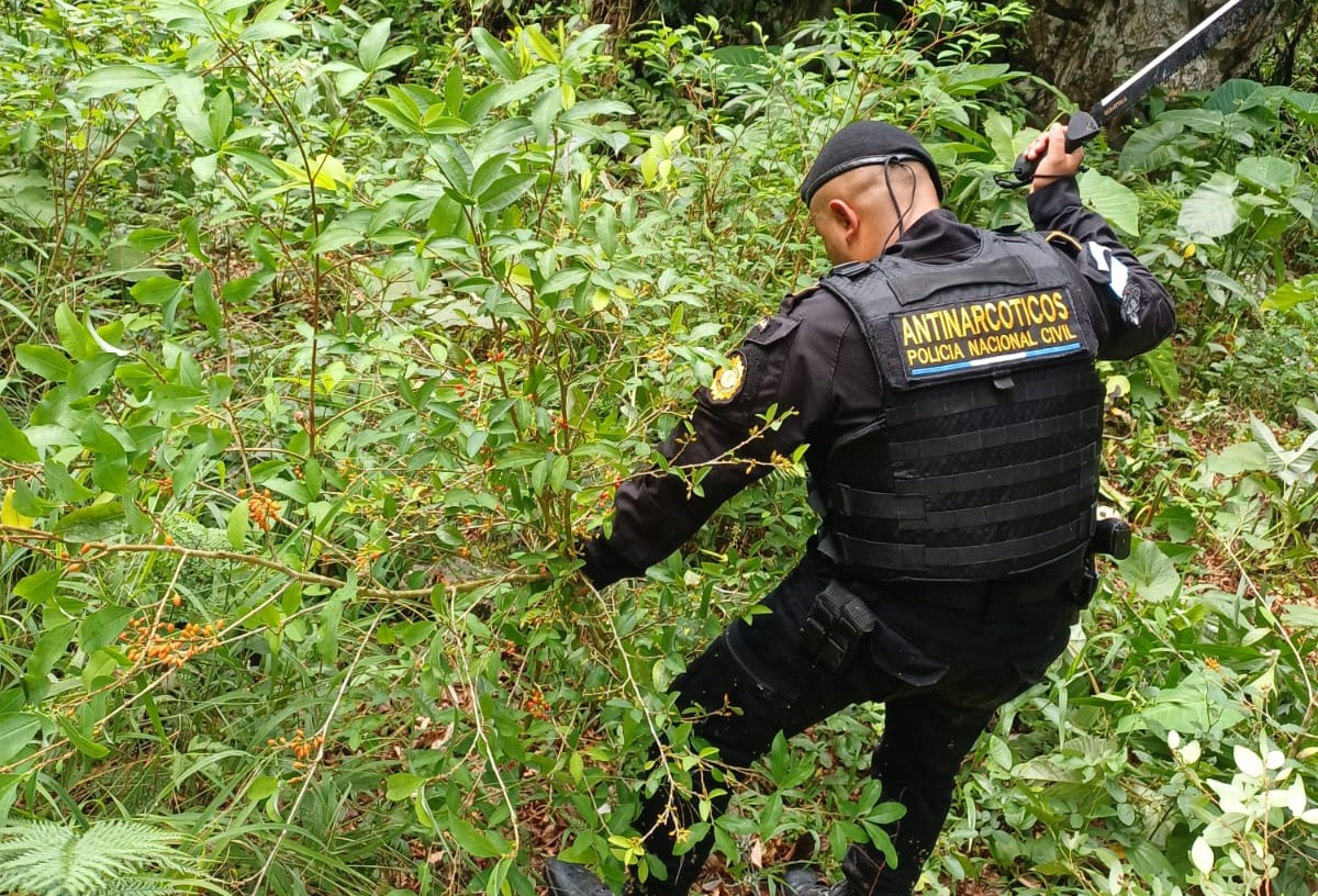 Agentes antinarcóticos de la PNC erradican plantación de hoja de coca en área montañosa de Livingston, Izabal.