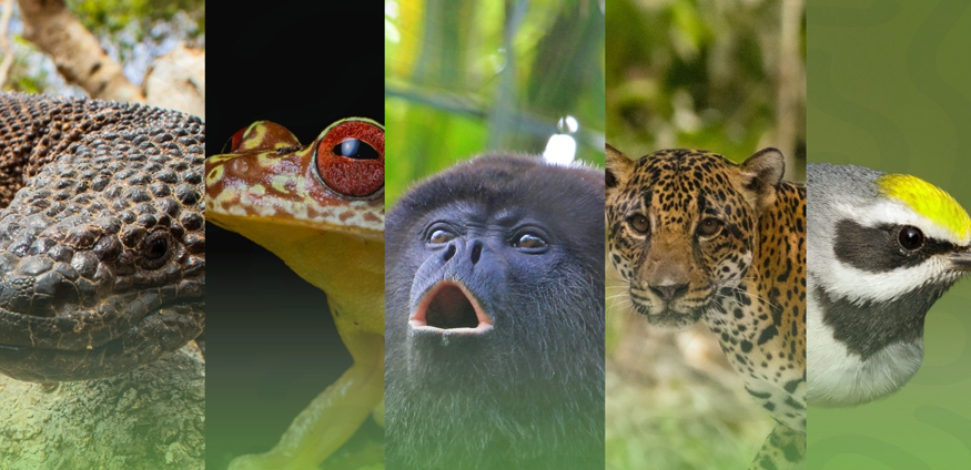 El proyecto abarcará territorios de los departamentos de Izabal y Zacapa. (Foto: MARN)