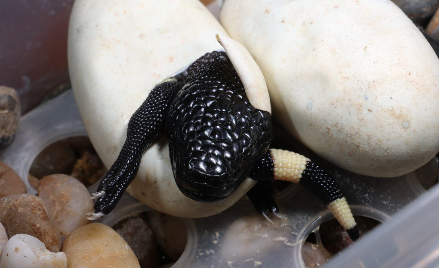 Hito histórico para la conservación de fauna silvestre con el nacimiento de crías de lagarto escorpión en El Progreso