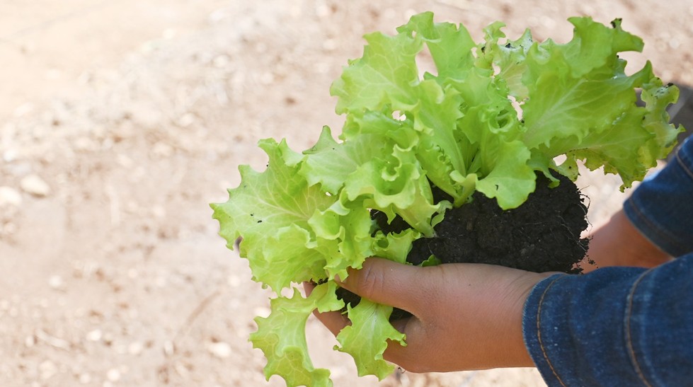 Certificarán competencias de trabajadores agrícolas en Baja Verapaz
