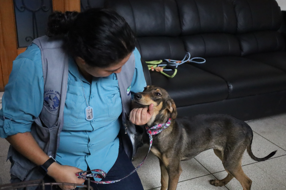 UBApp facilita denuncia ciudadana y agiliza el rescate animal