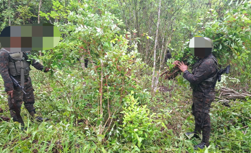 Ejército y SGAIA erradican 128 mil arbustos de coca en El Chal, Petén