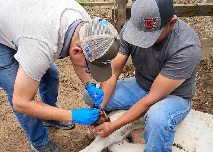 Inspeccionan más de 10 mil animales en prevención por el gusano barrenador
