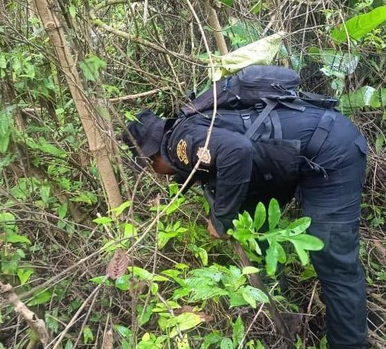 PNC erradica 14 mil 800 arbustos de hoja de coca en El Chal, Petén