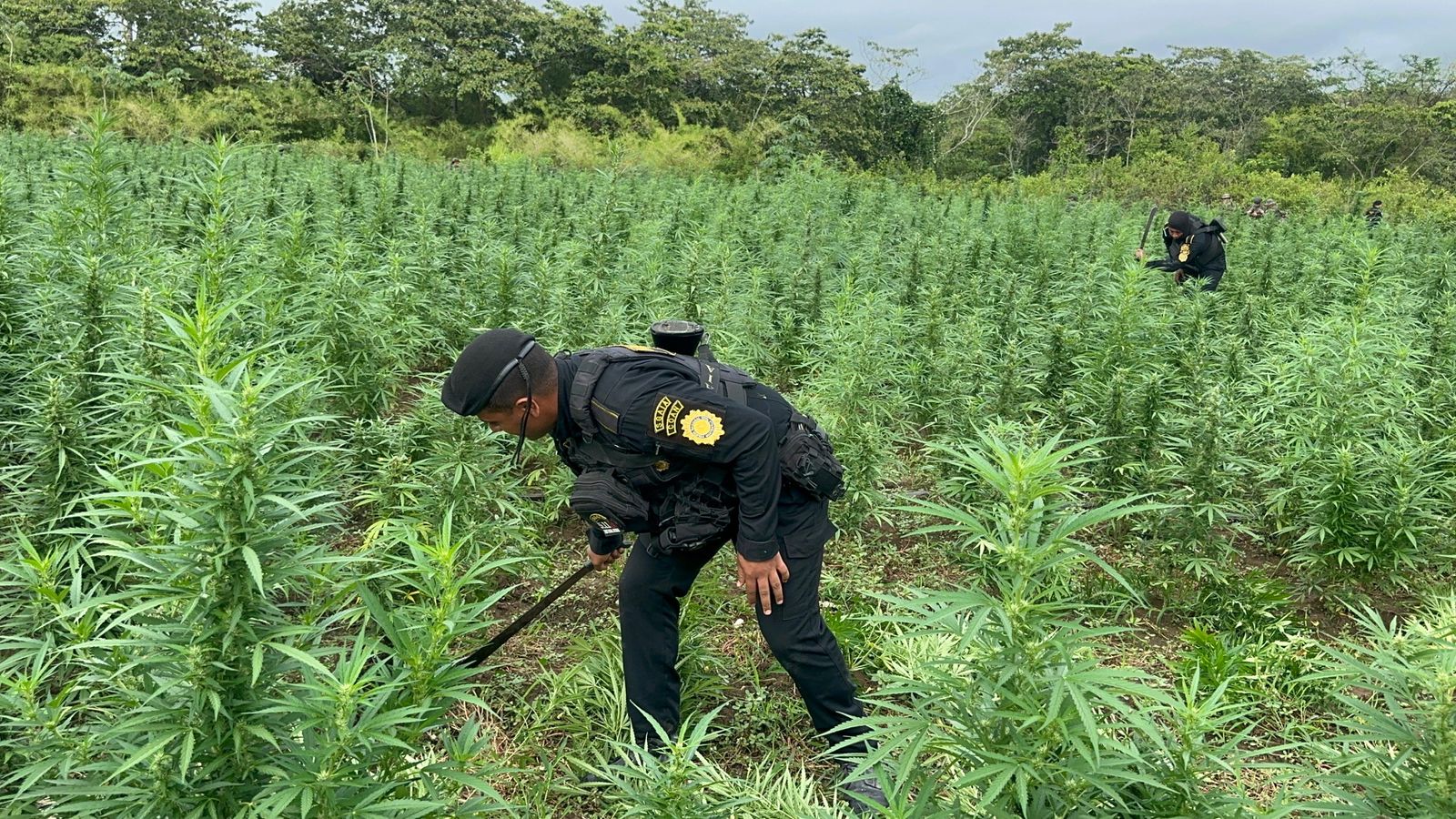 PNC destruye más de 115 mil matas de marihuana en Petén